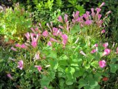  צילום: יאיר פקר, יאיר הגנן