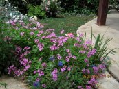  צילום: יאיר פקר, יאיר הגנן