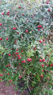  צילום: יפה לוי