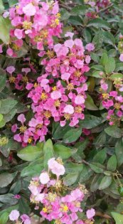  צילום: יפה לוי