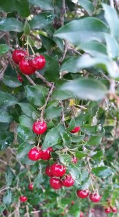  צילום: יפה לוי