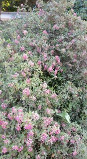  צילום: יפה לוי