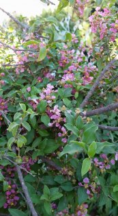  צילום: יפה לוי