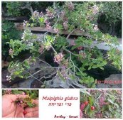  צילום: עמיחי יחזקיהו