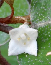  צילום: רחל פורת