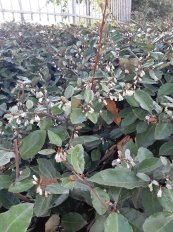  צילום: טלי גרוסמן