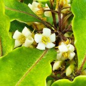  צילום: דודו מורד, משתלת ניירובי