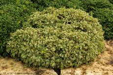 פיטוספורום יפני 'טרנרז ננסי מגוון'