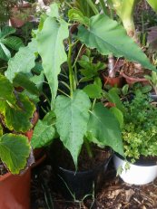  צילום: איריס מרקס