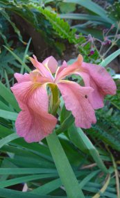  צילום: שלי כהן