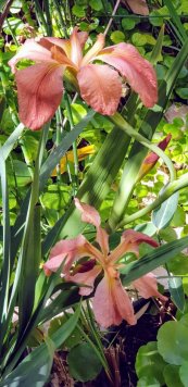  צילום: קיקה צוקרמן