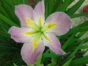  צילום: יפה לוי