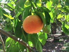 אשכולית אדומה