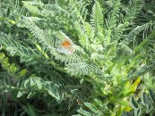  צילום: By Alonto (Own work) [CC BY-SA 3.0 (http://creativecommons.org/licenses/by-sa/3.0)], via Wikimedia Commons