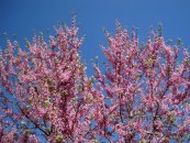  צילום: יאיר פקר, יאיר הגנן