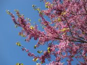  צילום: יאיר פקר, יאיר הגנן