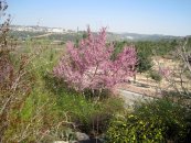  צילום: יאיר פקר, יאיר הגנן