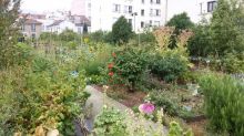 la potager des lilas  גינה קהילתית בפאתי פריז שכדאי להכיר
