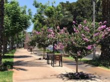 גינון ציבורי ופריחת עצים, שדרות בן גוריון, תל אביב