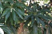 קימחון בעצי מנגו