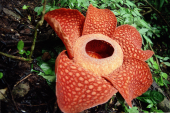 רפלסיה גדולה  Rafflesia arnoldii,  סירטון