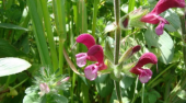 מרווה ירושלים - Salvia hierosolymitana