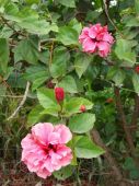 היביסקוס סיני 'מלא פרחים' Hibiscus rosa sinensis, סרטון